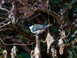 cute Japanese tit perched in a forest park
