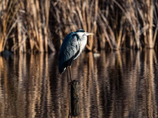 Japanese gray heron perched in a small pond