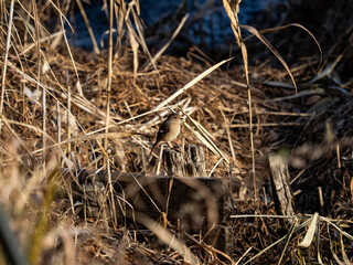 cute female daurian redstart in Japanese wetland