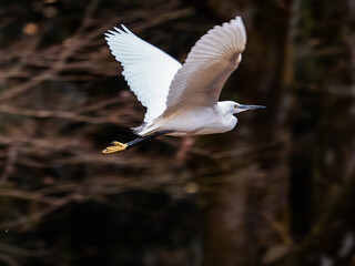 white little egret in flight over the Hikiji River