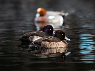 male tufted ducks on a pond in early morning.