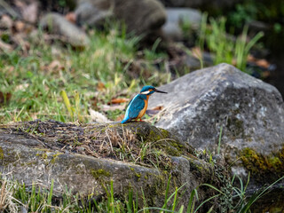 colorful common kingfisher fishing from a rock 2