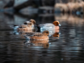 Eurasian wigeons on a park in early morning 4