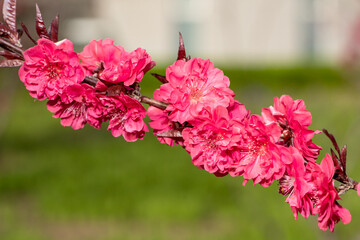 In spring, the garden is blooming with red leaves and blue peach flowers