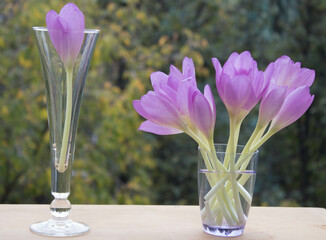 Fresh purple crocus flowers in wine glass  and bouquet in a vase on the background of nature. Romantic still life.