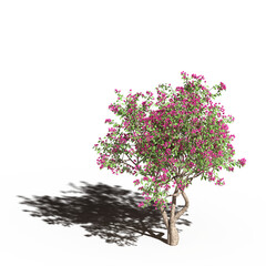large tree with a shadow under it, isolated on a transparent background, 3D illustration, cg render
