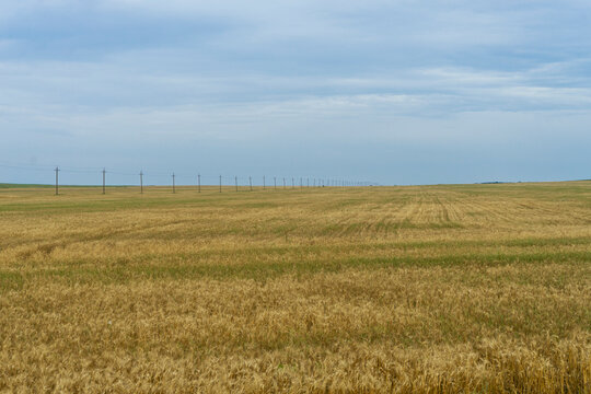 wheat field and sky
