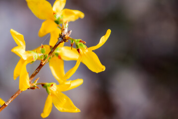 In spring, a piece of forsythia blooms in the park
