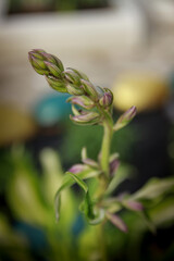 Naklejka na ściany i meble close up of a plant
