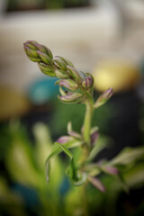 Obraz premium close up of a plant