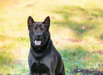 Thai Ridgeback dog face.