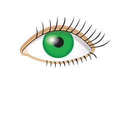 Beautiful green female eye isolated on a white background