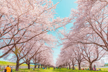 岩手県奥州市・水沢競馬場の桜並木