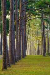 Pine forest at Bor luang Sub-district, Chiang mai Province, Thailand.
