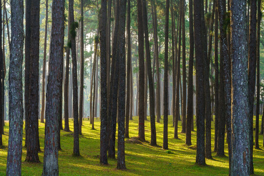Pine forest at Bor luang Sub-district, Chiang mai Province, Thailand.