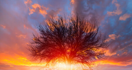 Lone dry tree at amazing sunset, sun rays in the background