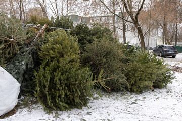 Huge pile of Christmas trees thrown out after Christmas and new year celebration. Damage for the...