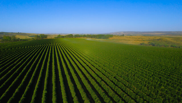 Coffee farm, scenery and everyday life in the countryside