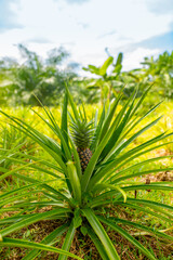 Pineapples growing on a plantation close-up. Pineapple harvest in tropical countries. Fresh tropical fruits.
