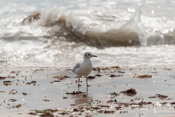 Oiseaux maritimes