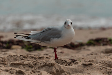Oiseaux maritimes