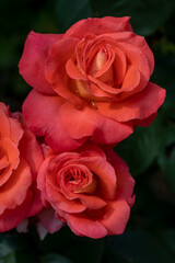 Scarlet roses on black background. Vertical, close-up, selective focus. Red roses - symbol of love. Romantic emotions, floriculture, floristry, congratulations