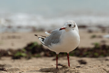 Obraz premium Oiseaux maritimes