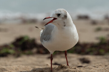 Oiseaux maritimes