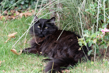 Chats tranquilles au repos