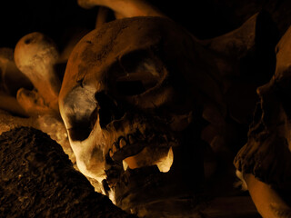 portrait of skull on black