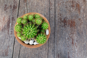 Small prickly cactus plant in terracotta pot on wooden background.
Small prickly cactus plant in terracotta pot on wooden background.