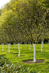 Grove with young apple trees with whitewashed trunks growing among green grass in spring fruit trees landscaping and horticulture