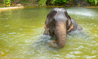Naklejka na ściany i meble Bathing elephants in the jungle. Baby elephant splashes in the lake close-up.