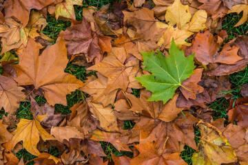 Autumn leaves forest in the Netherlands.