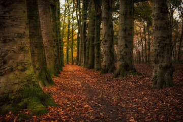 Obraz premium Autumn leaves forest in the Netherlands.