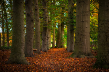 Autumn leaves forest in the Netherlands.