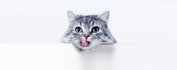 Funny large longhair gray kitten with beautiful big blue eyes lying on white table. Lovely fluffy cat licking lips. Free space for text.