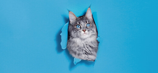 Funny gray kitten with beautiful big eyes on trendy blue background. Lovely fluffy cat climbs out of hole in colored background. Wide angle horizontal wallpaper or web banner. Free space for text.