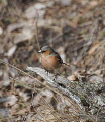 robin on the ground