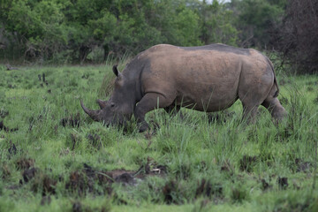 Obraz premium White rhinoceros (Ceratotherium simum) with calf in natural habitat, South Africa