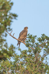 Crested hawk eagle perched in a branch