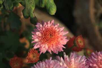 A close up photo of a bunch of dark pink chrysanthemum flowers with yellow centers and white tips...
