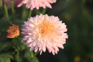 Close up photo of a bunch of chrysanthemum flowers with yellow centers and white tips on their...
