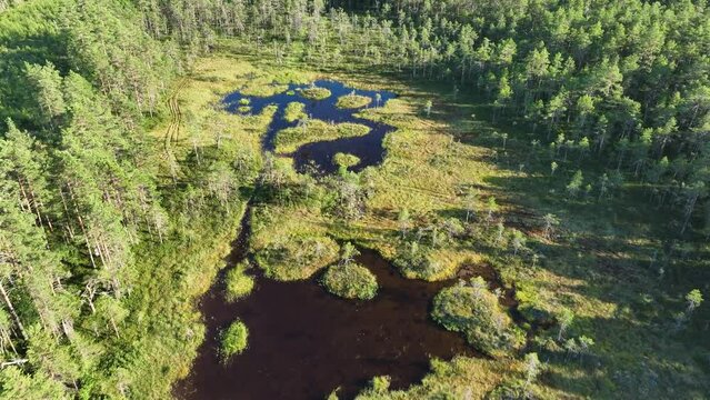 Aerial video of forest swamp, black blue water surface, moss and grass - dangerous place for people and animals. Backward fly drone video. Sunny summer day