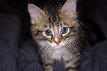 Portrait of a small very young kitten. Kitty with big eyes close up on a bedsheet. Adorable baby cat with cute face. Cute American shorthair cat kitten. Pet kitten looks curious. Newborn baby cat