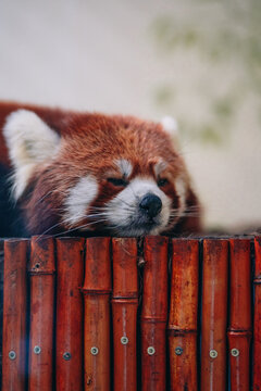 sleeping red panda in the zoo