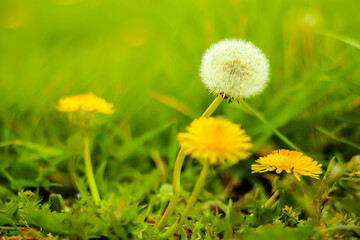 dandelion on green grass