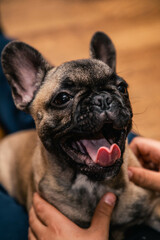 Funny French bulldog puppy with open mouthe and protruding tongue
