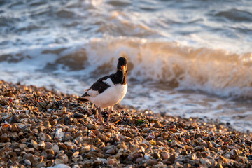 oystercatcher on the beach with the sea in the background