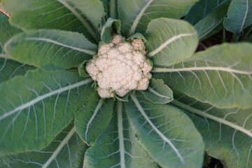 Cauliflower growing in the garden. Organic vegetables.